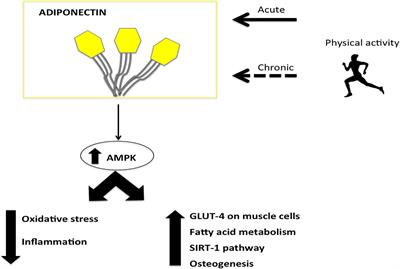 The Important Role of Adiponectin and Orexin-A, Two Key Proteins Improving Healthy Status: Focus on Physical Activity